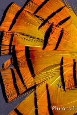 Faisan doré - 4-6 cm - orange doré-jaune